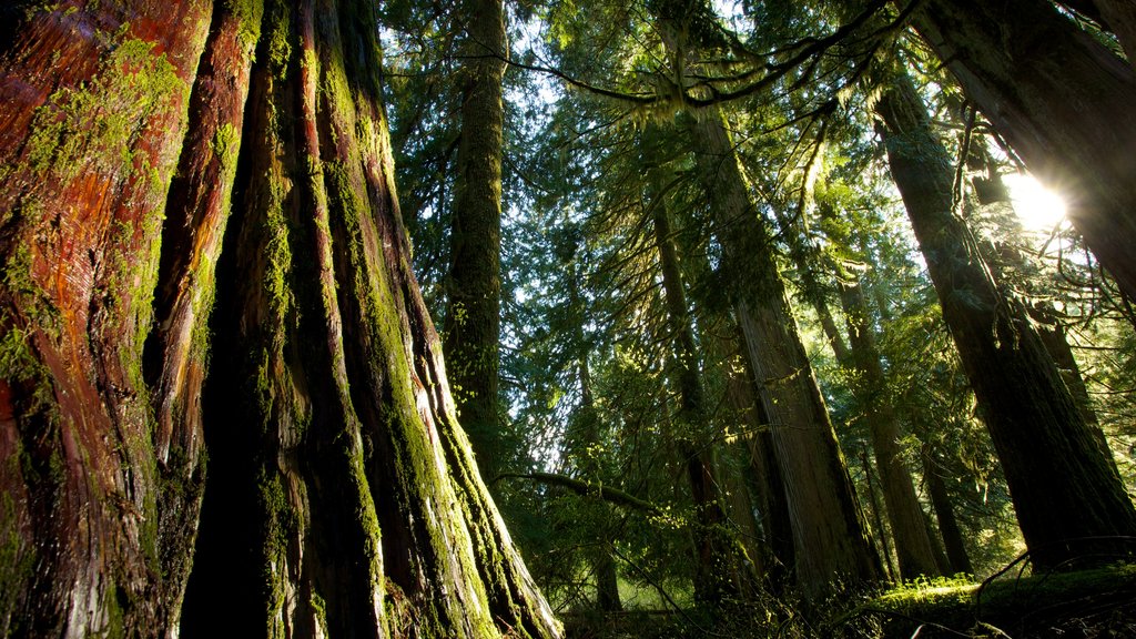 Mount Rainier National Park featuring forest scenes and landscape views