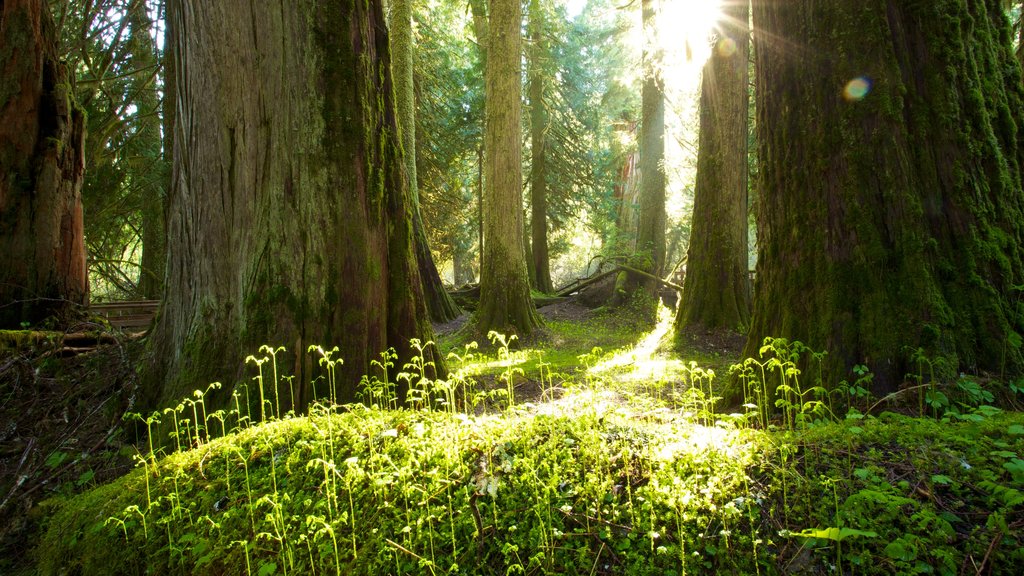 Mount Rainier National Park showing landscape views and forests