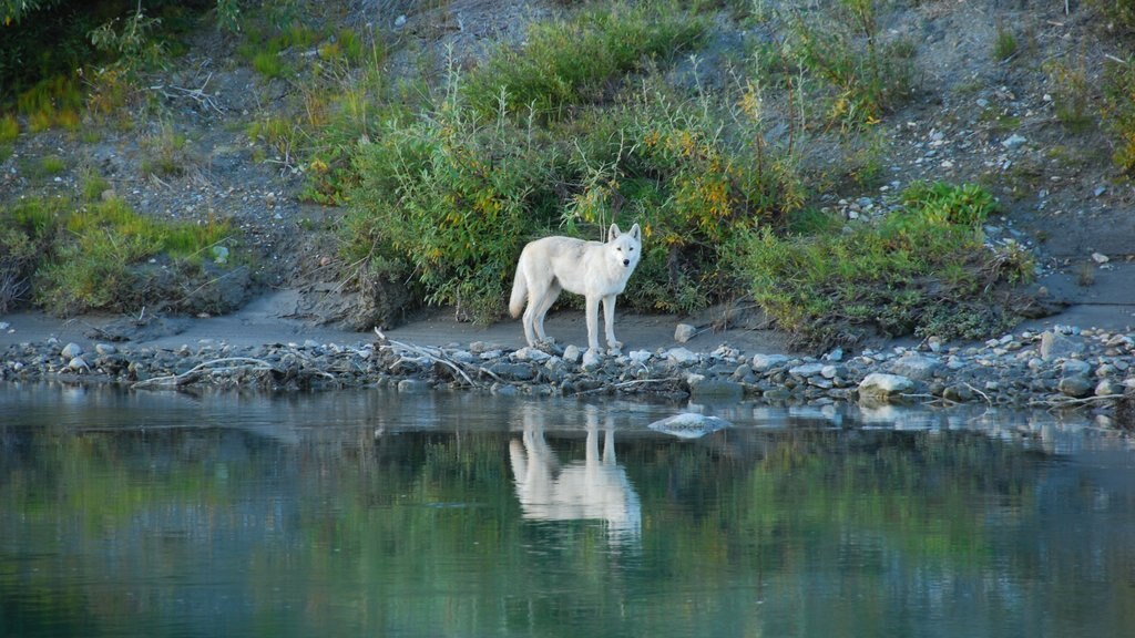 Gates of the Arctic National Park showing land animals and a lake or waterhole