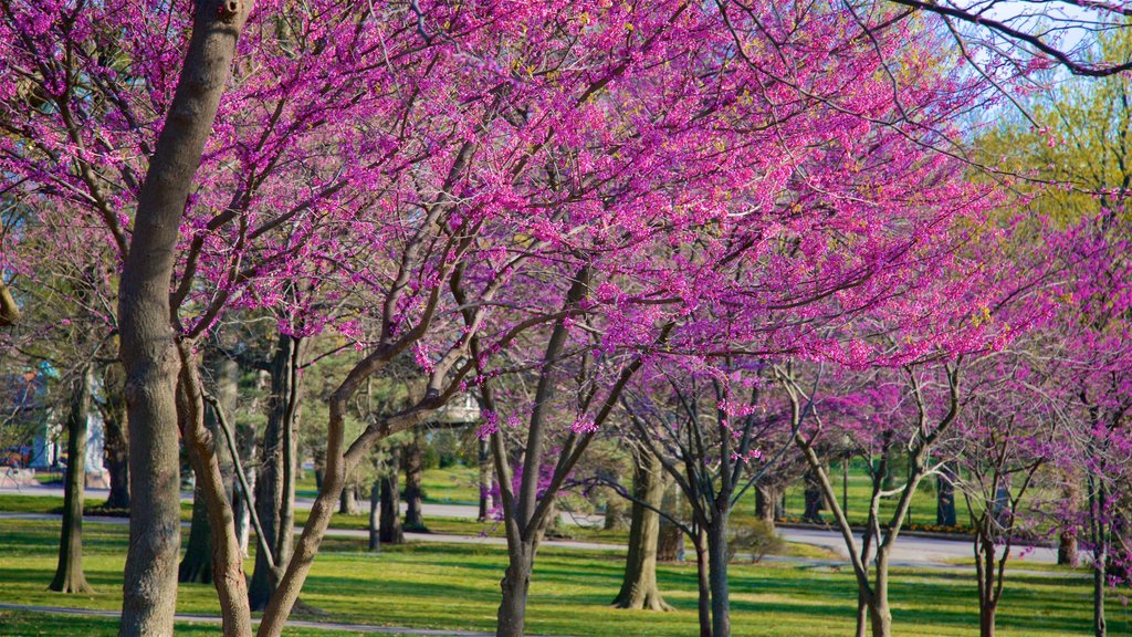 Tower Grove Park ofreciendo jardín y flores silvestres