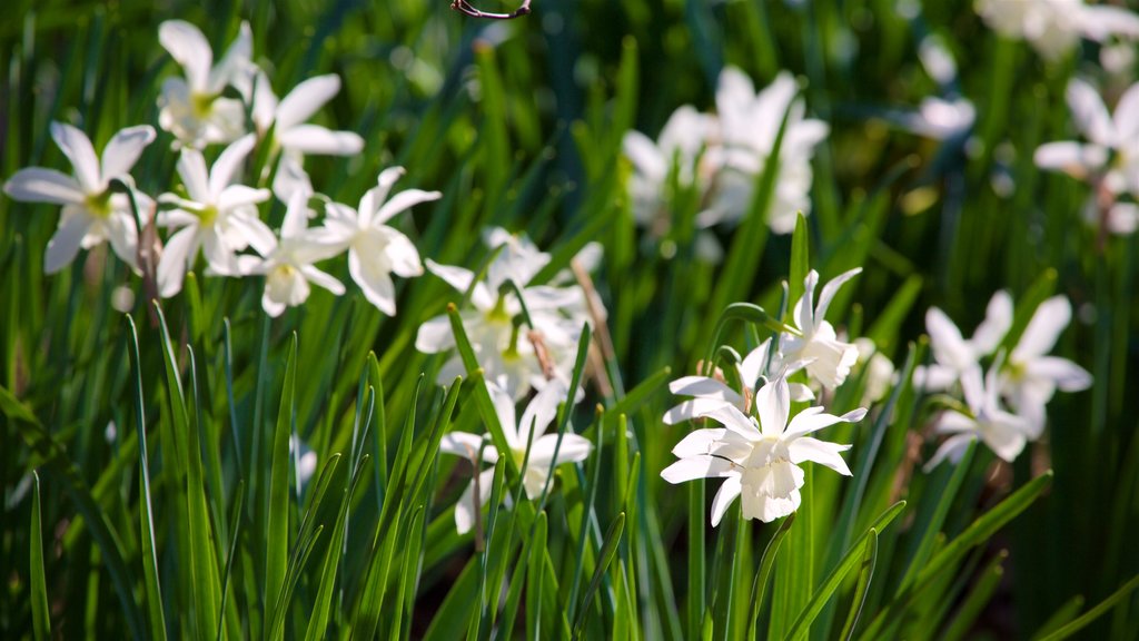 Kansas City og byder på vilde blomster