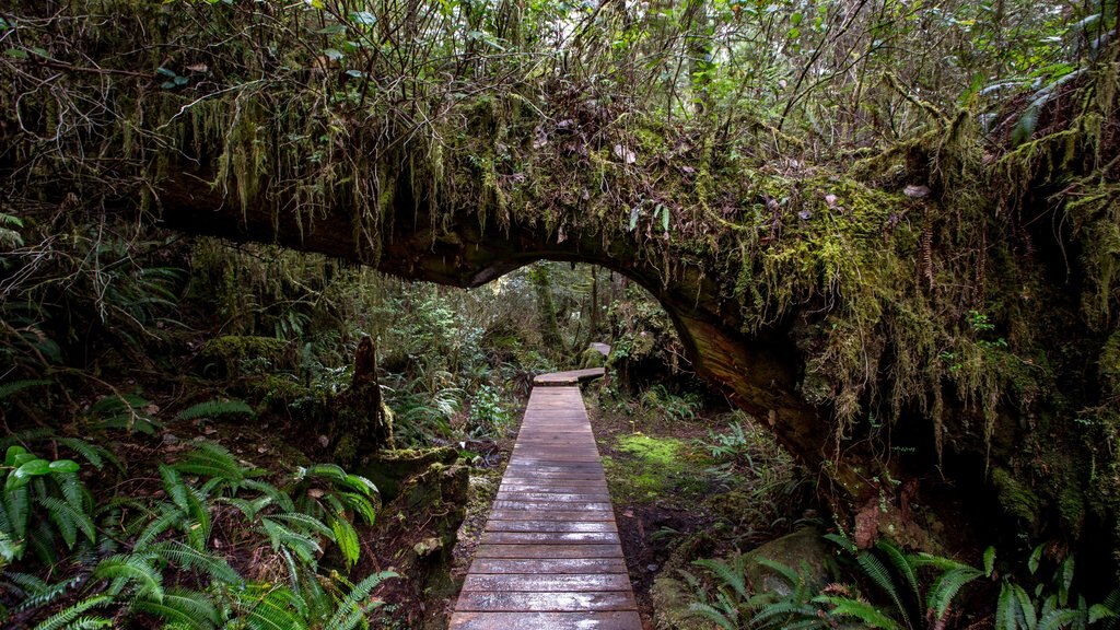 Cueva Hot Springs que incluye imágenes de bosques