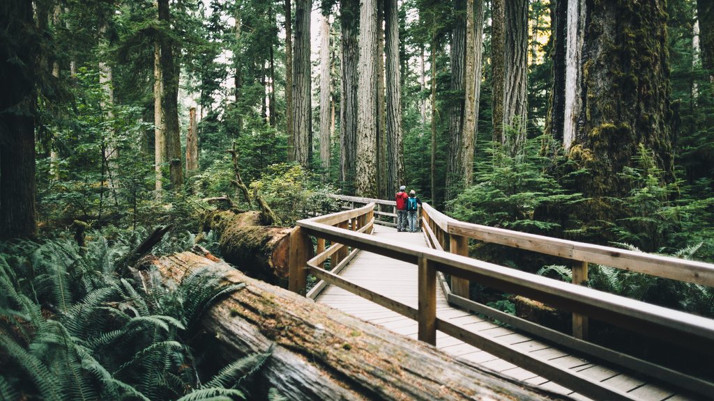 Parque provincial MacMillan que incluye imágenes de bosques y también una pareja