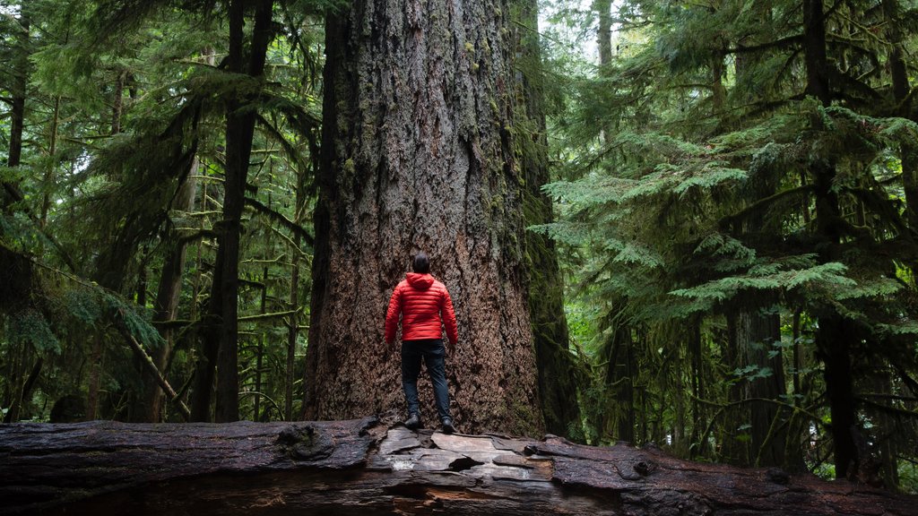 Parque provincial MacMillan que incluye bosques y también un hombre