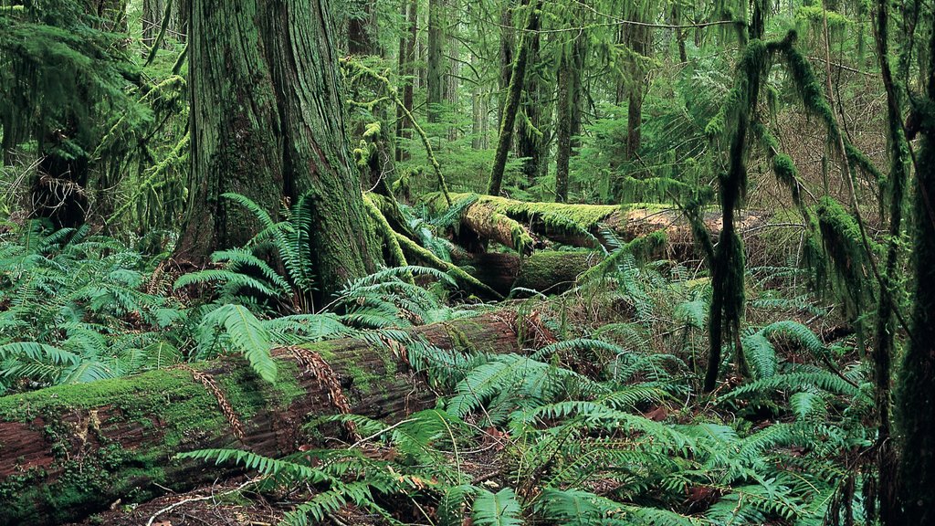 MacMillan Provincial Park caracterizando florestas