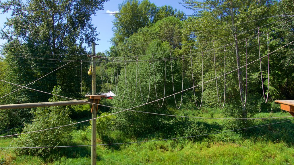 Adventura Aerial Adventure Park mostrando uma ponte suspensa ou passarela entre as árvores