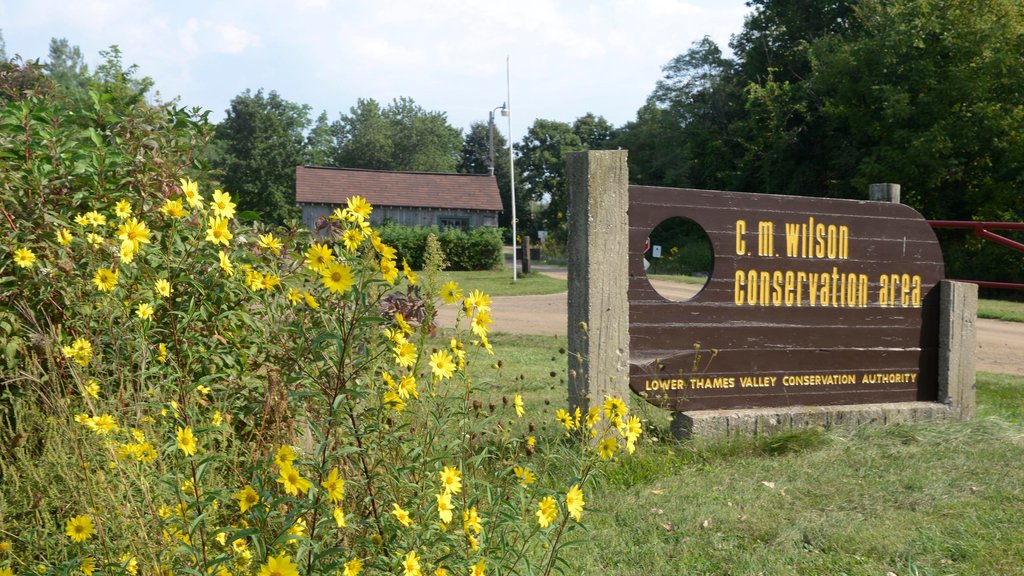 Chatham which includes wildflowers and signage