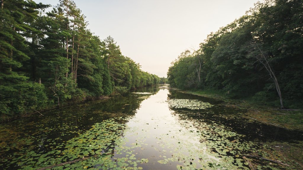 Grand Bend showing wetlands and a river or creek