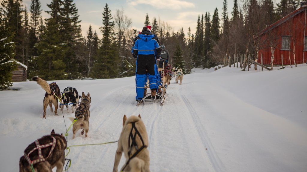 Beitostolen caracterizando animais fofos ou amigáveis e neve assim como um homem sozinho