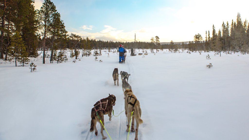 Beitostolen montrant neige et animaux domestiques ou inoffensifs