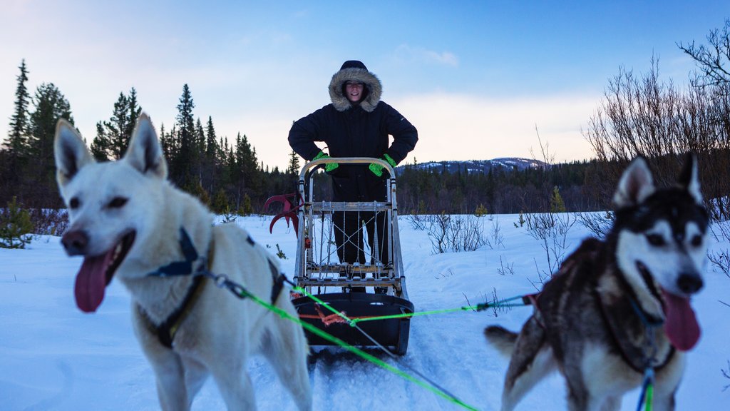 Beitostolen mostrando animales tiernos y nieve y también un hombre