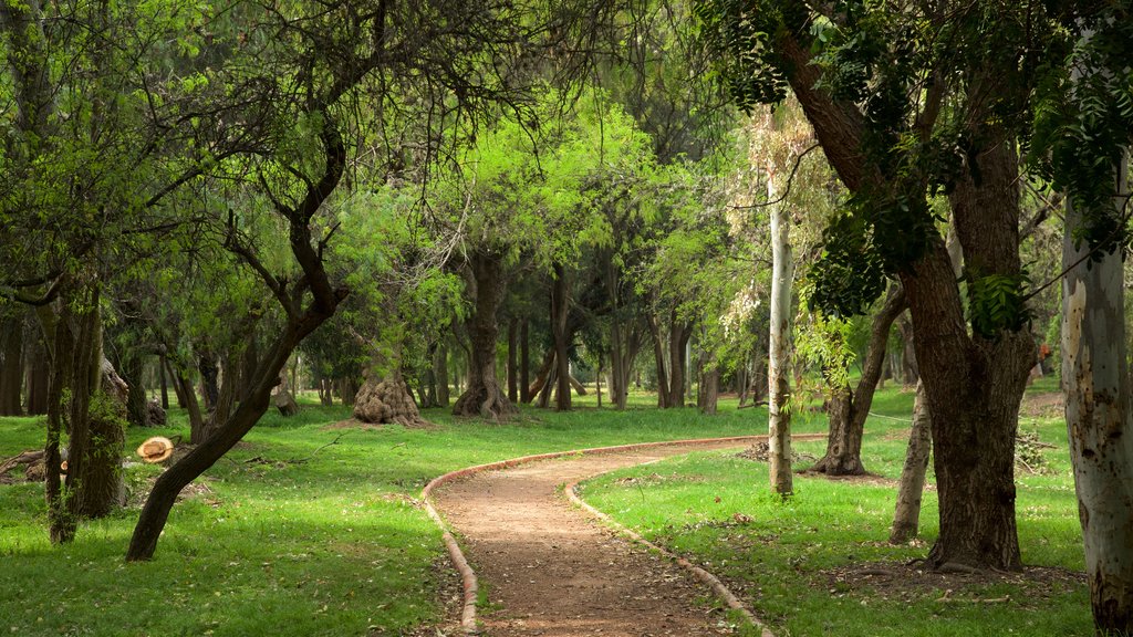 San Luis Potosí mit einem Garten