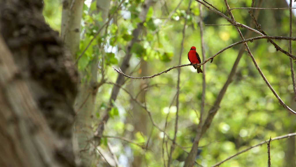 San Luis Potosí caracterizando vida das aves e cenas de floresta