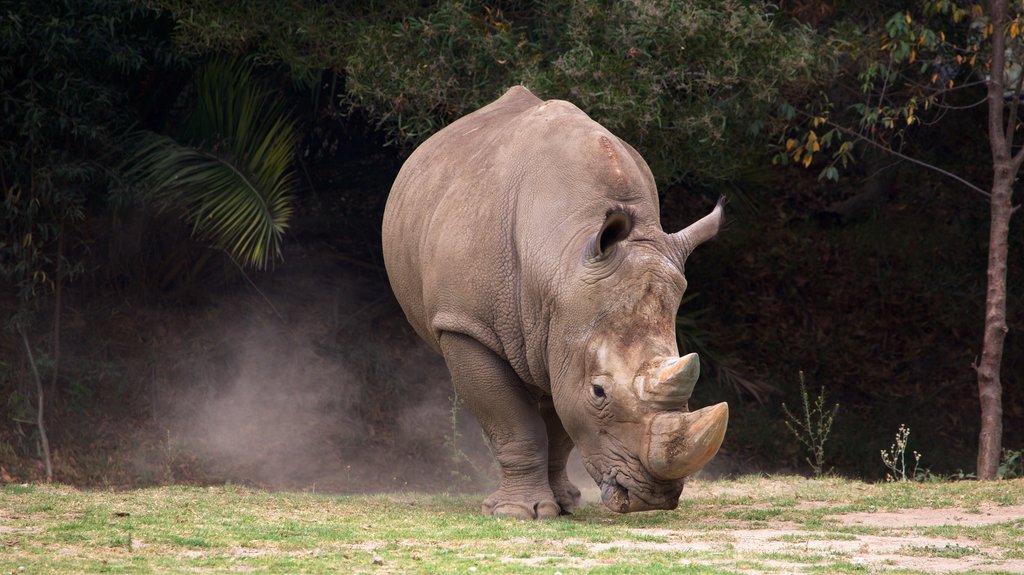 Zoológico de Zacango caracterizando animais de zoológico e animais terrestres