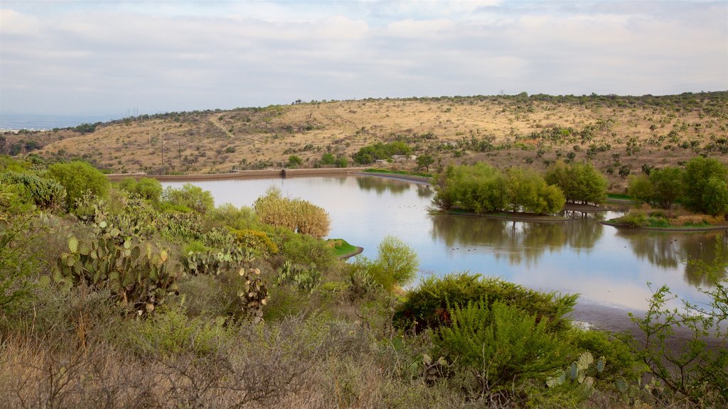 El Charco del Ingenio which includes a lake or waterhole and tranquil scenes