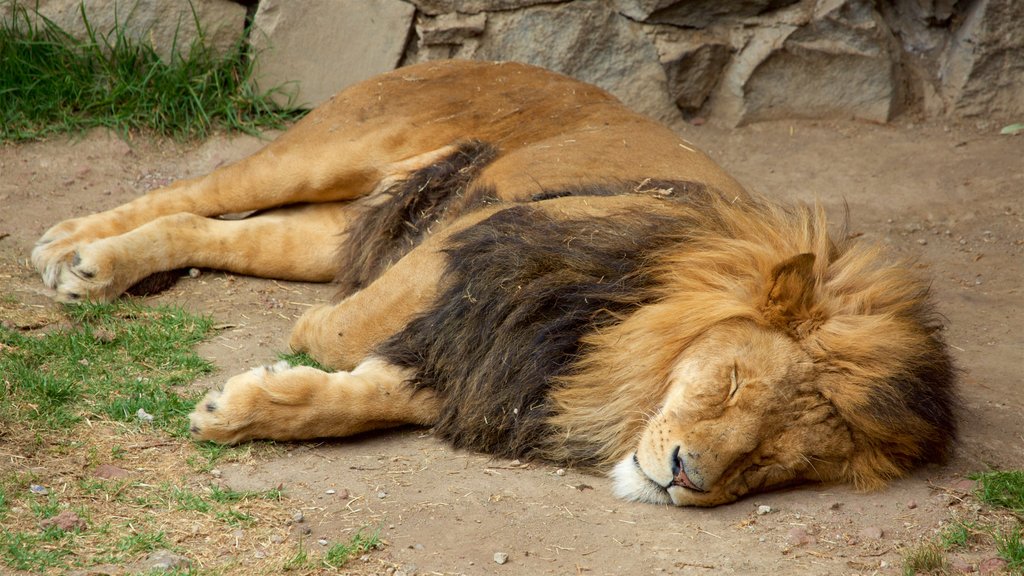 Zoológico de Zacango caracterizando animais perigosos e animais de zoológico