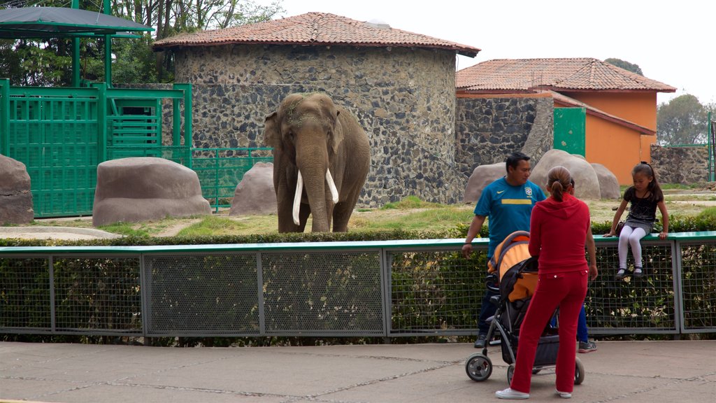 Zoológico Zacango ofreciendo animales terrestres y animales de zoológico y también una familia