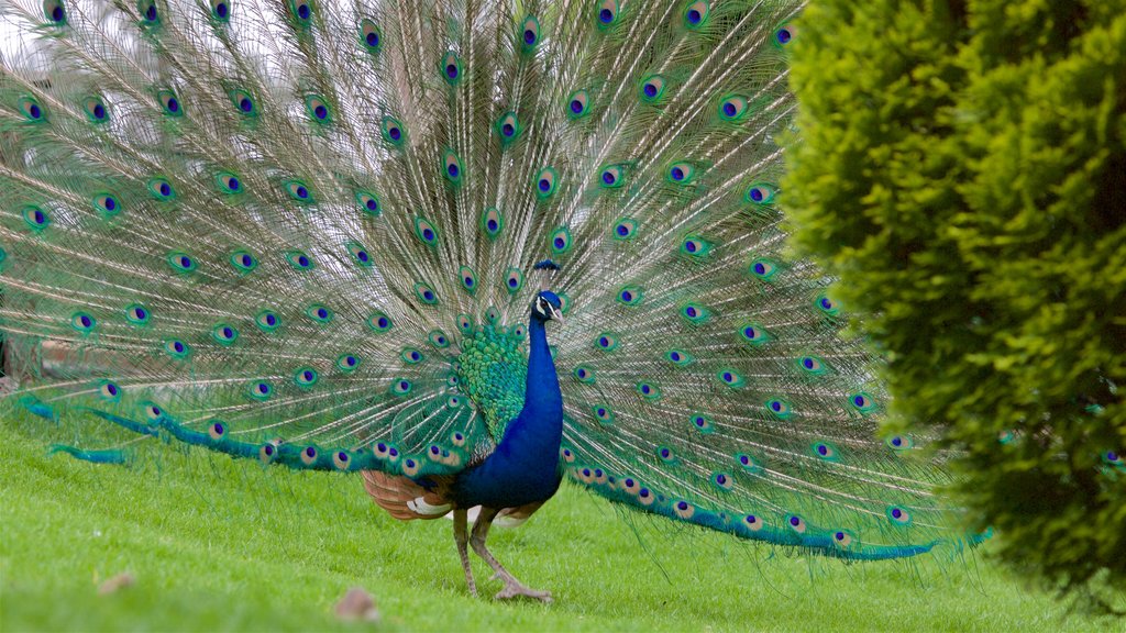 Zacango Zoo showing bird life