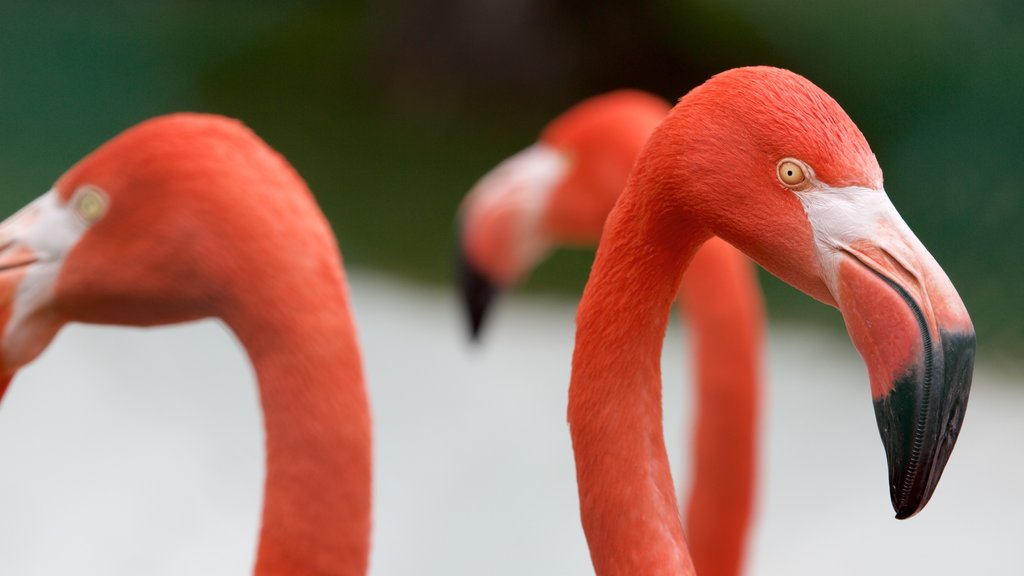 Zoo de Zacango mettant en vedette vie des oiseaux