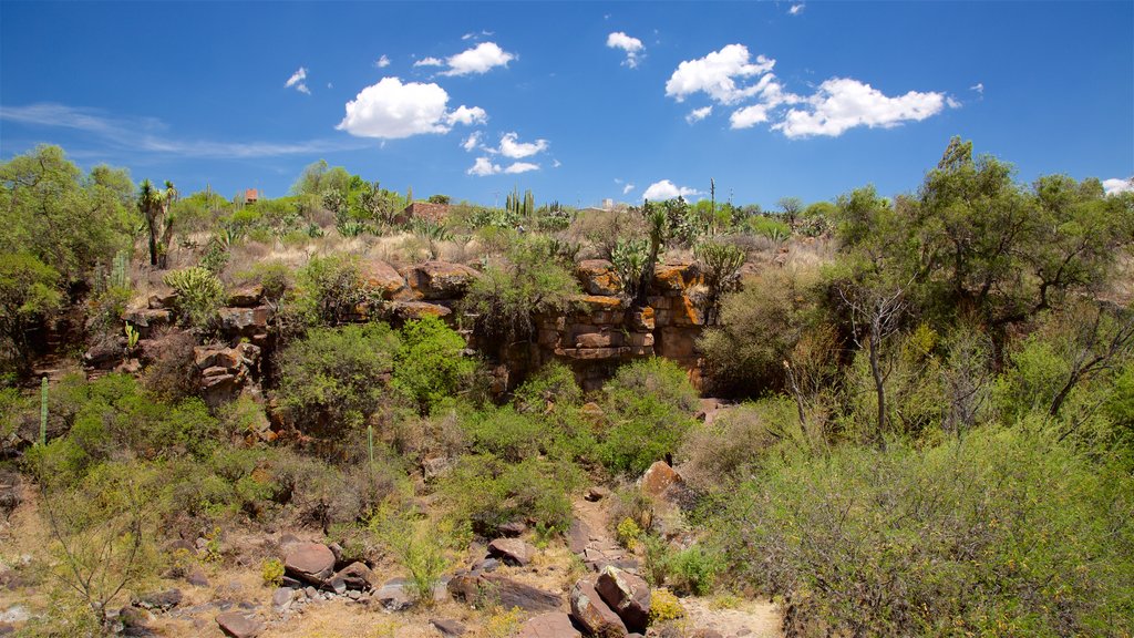 Parque ecoturístico Los Arcos Saucillo mostrando vista al desierto