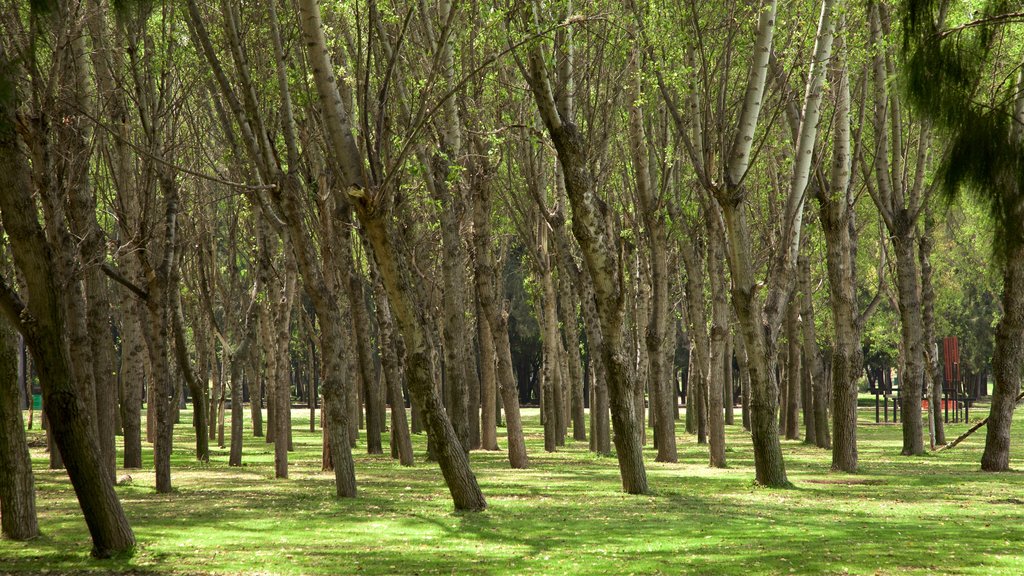 Tangamanga Park mettant en vedette un parc