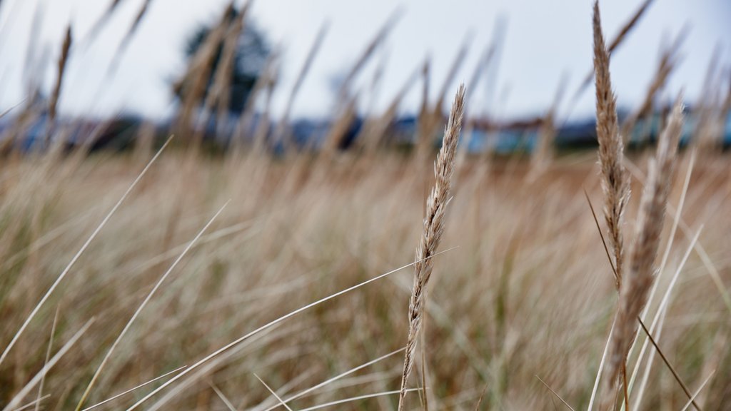 Oster Hurup mettant en vedette ferme