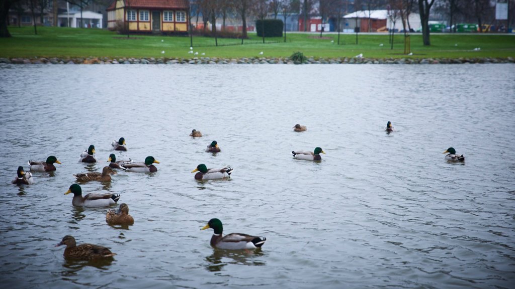 Slagelse featuring bird life and a lake or waterhole