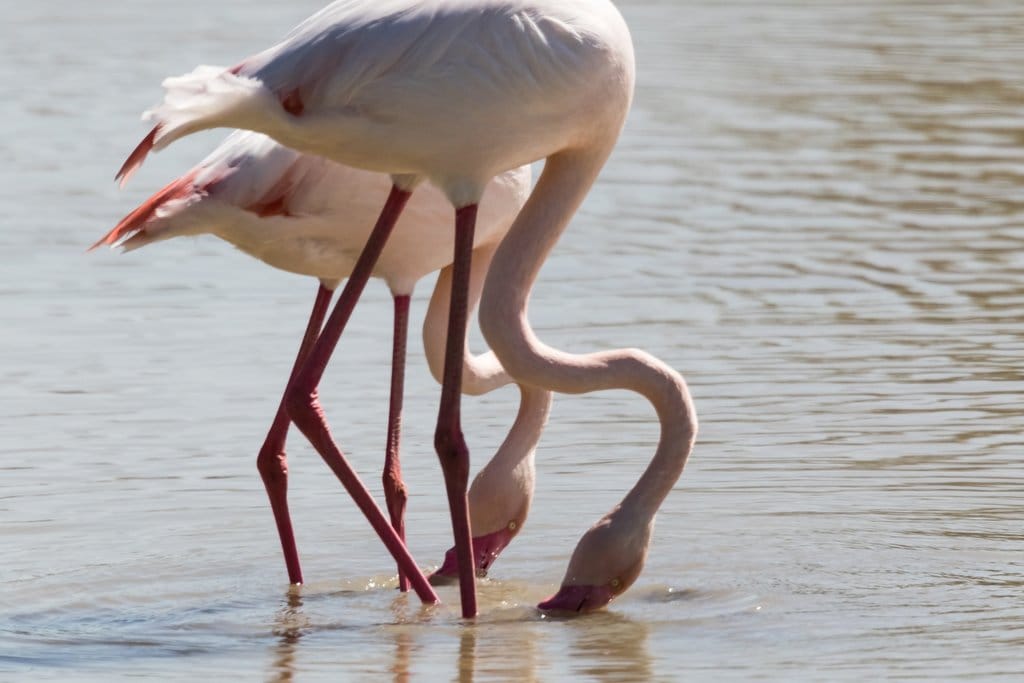 Flamencos_Do%C3%B1ana.jpg?1590673229