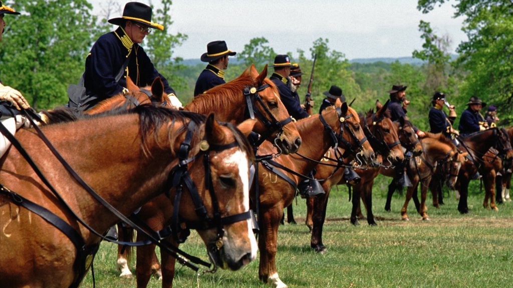 Camden mostrando jardín y pasos a caballo