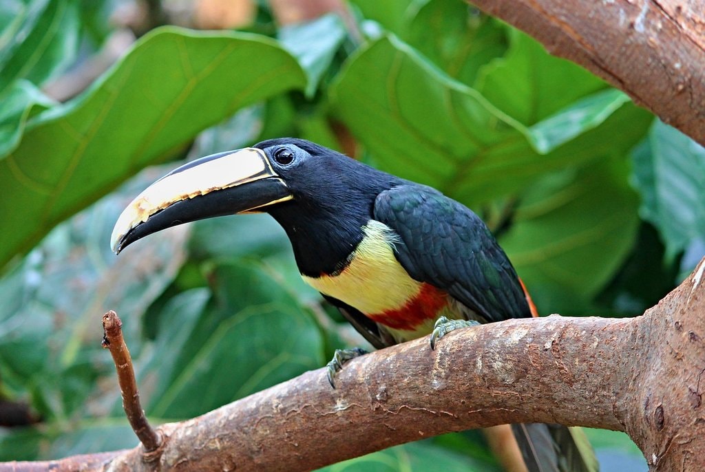 toucan-2510560_1280-1.jpg?1576237683