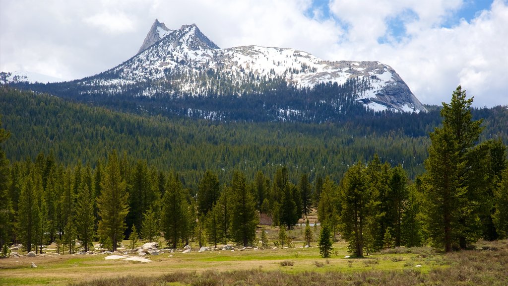 Tuolumne Meadows which includes tranquil scenes and forests