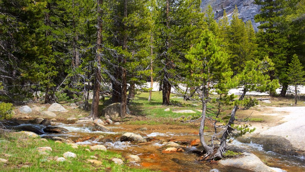 Tuolumne Meadows ofreciendo escenas tranquilas y un río o arroyo