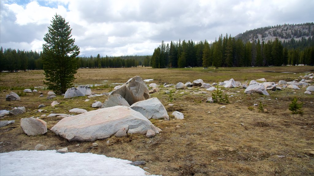 Tuolumne Meadows que incluye situaciones tranquilas