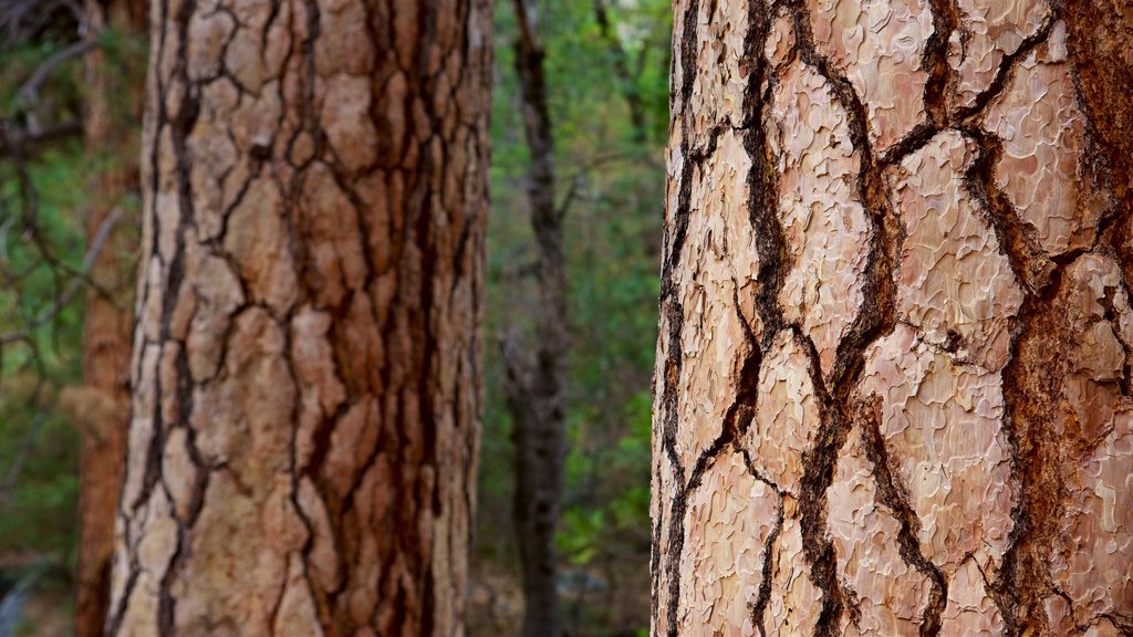 El Capitán ofreciendo imágenes de bosques