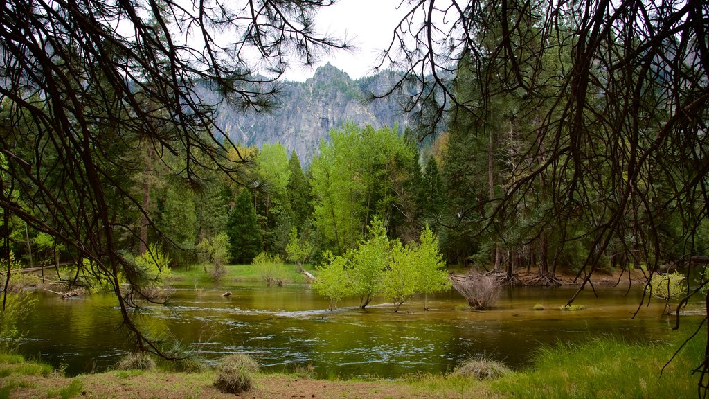 El Capitan showing forests and a pond