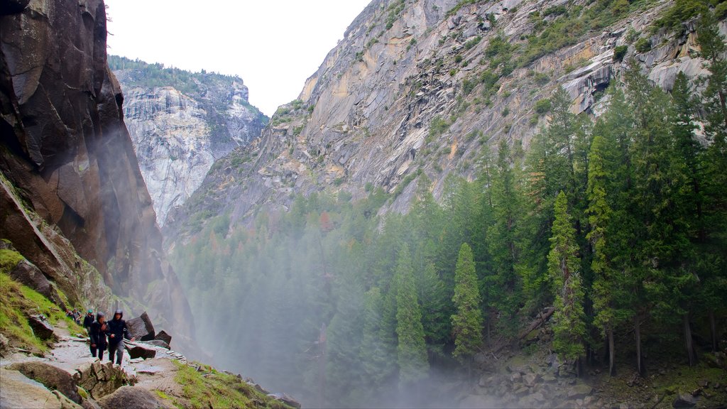 Parque Nacional Yosemite mostrando bosques, escenas tranquilas y montañas