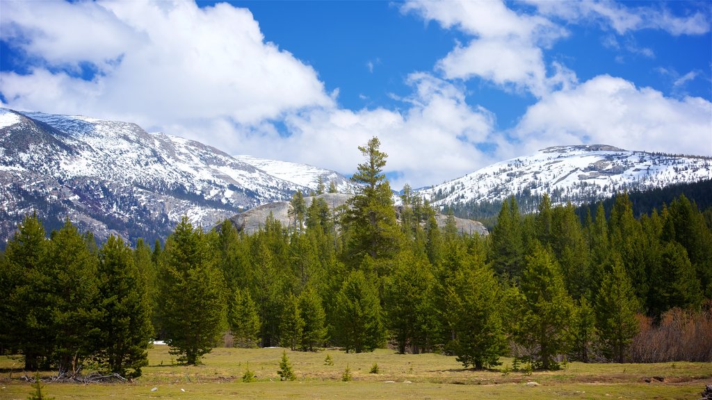 Lembert Dome que incluye escenas tranquilas, montañas y imágenes de bosques