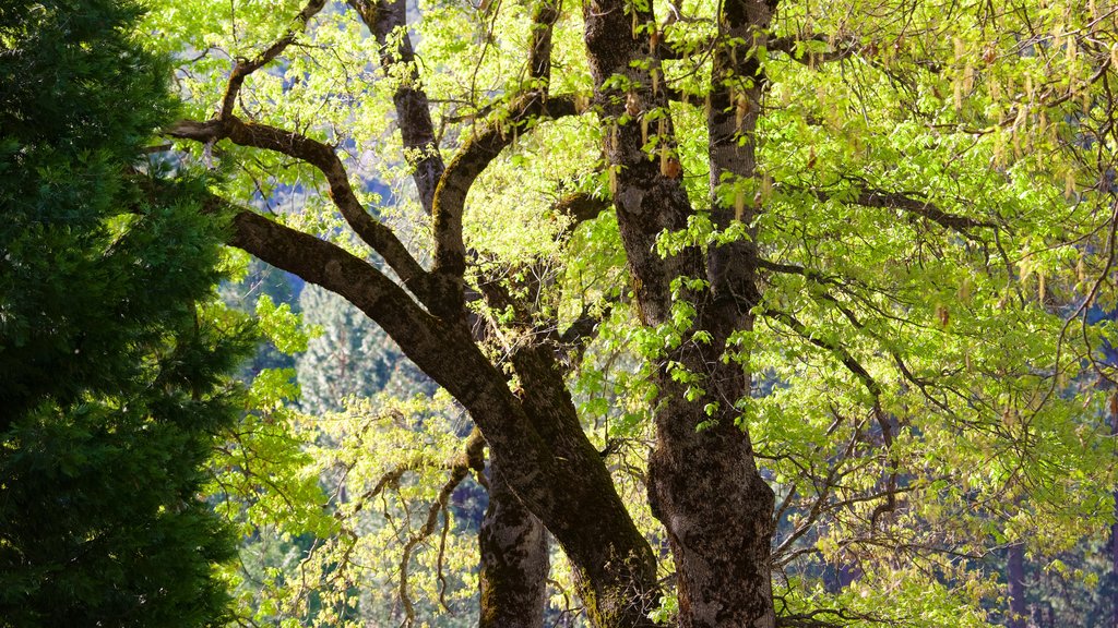 Parque Nacional Yosemite mostrando imágenes de bosques