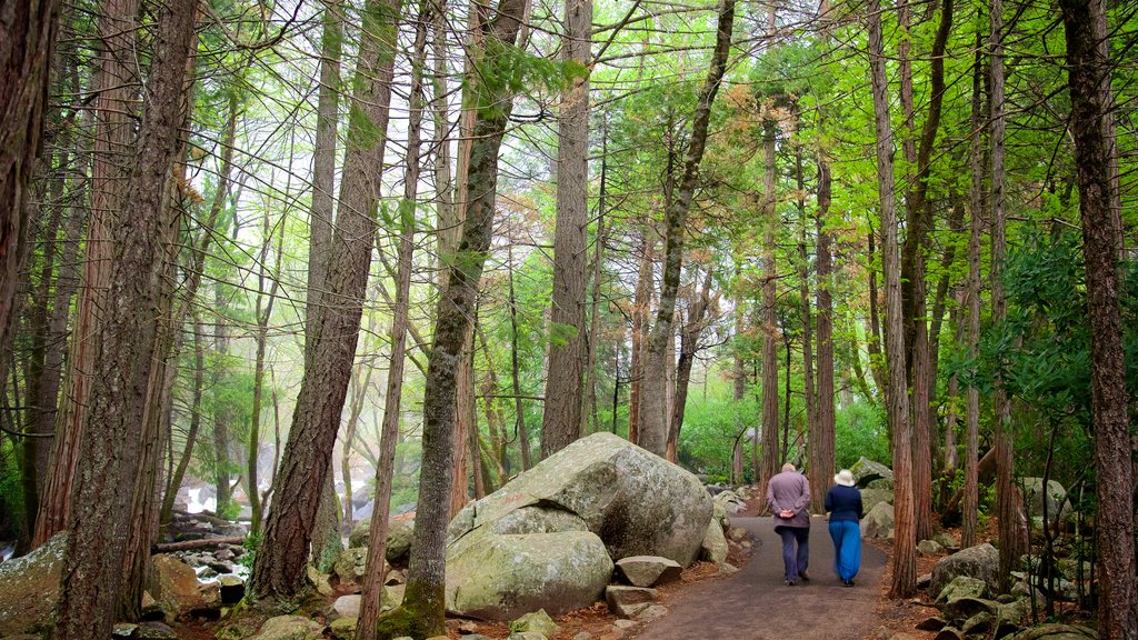 Bridalveil Falls showing rainforest and hiking or walking as well as a small group of people