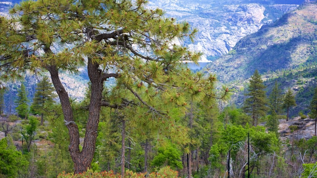 Hetch Hetchy Reservoir showing forests