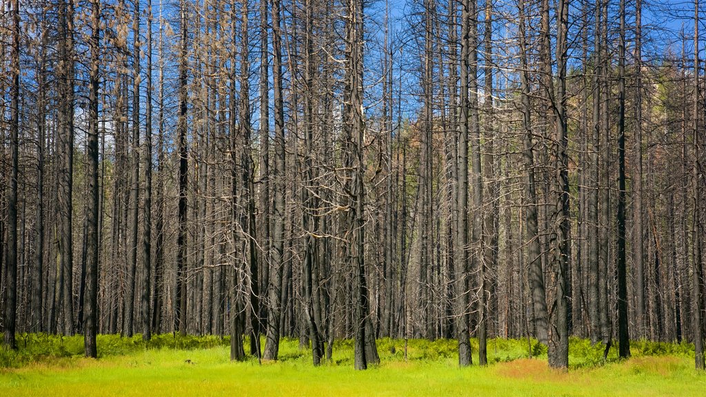 Reserva Hetch Hetchy mostrando paisajes forestales