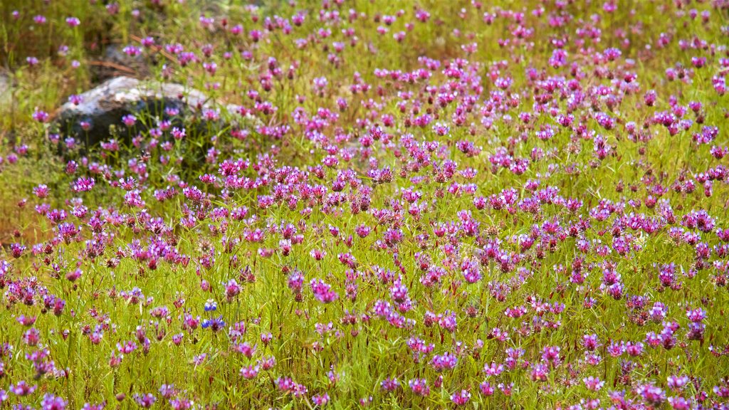 Hetch Hetchy Lake que inclui flores silvestres