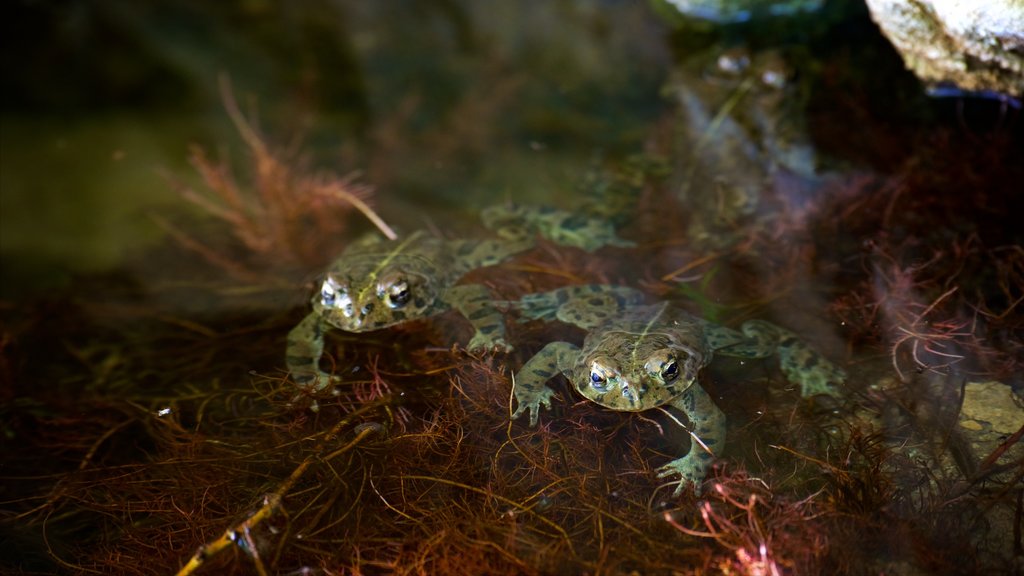 Darwin Falls inclusief een vijver en zeedieren