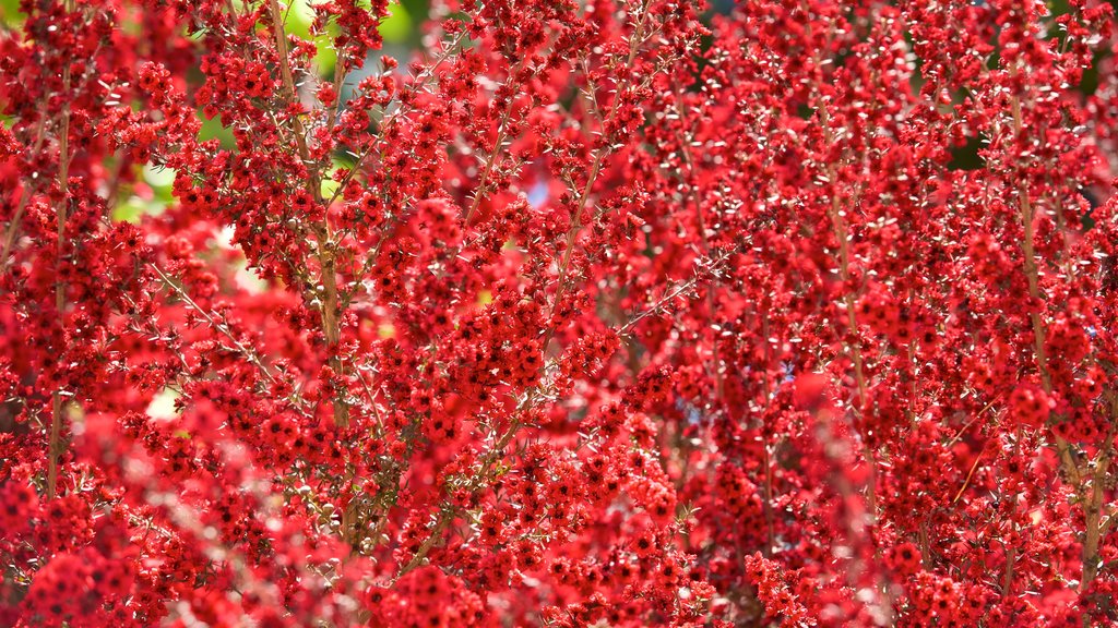 Chabot Space and Science Center ofreciendo flores silvestres