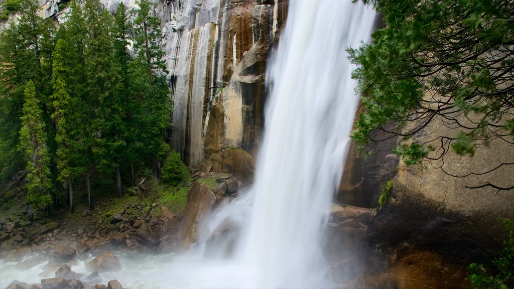 Vernal Falls featuring forests, a gorge or canyon and mist or fog