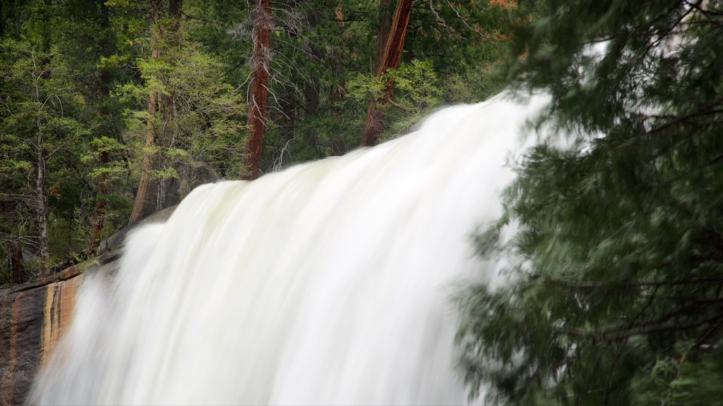 Vernal Falls featuring forest scenes and a cascade