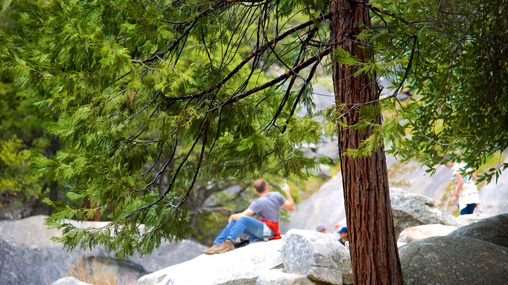 Vernal Falls featuring forests