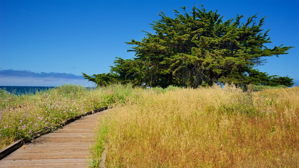 Moonstone Beach Park which includes tranquil scenes