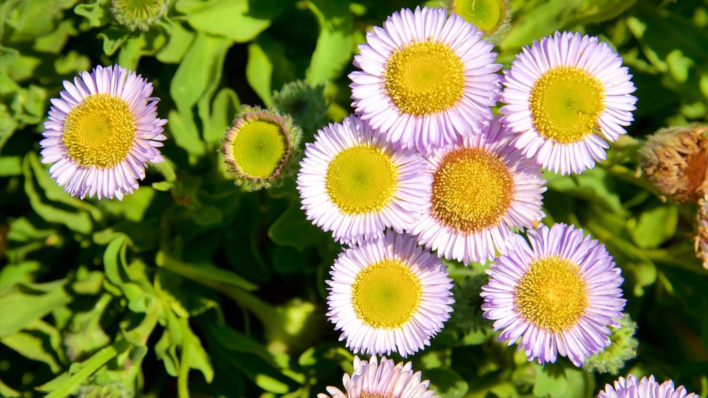 Moonstone Beach Park which includes wild flowers and flowers