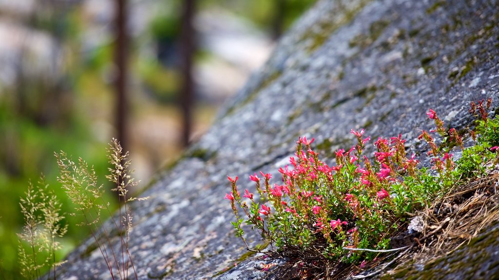 Hetch Hetchy Reservoir showing wildflowers